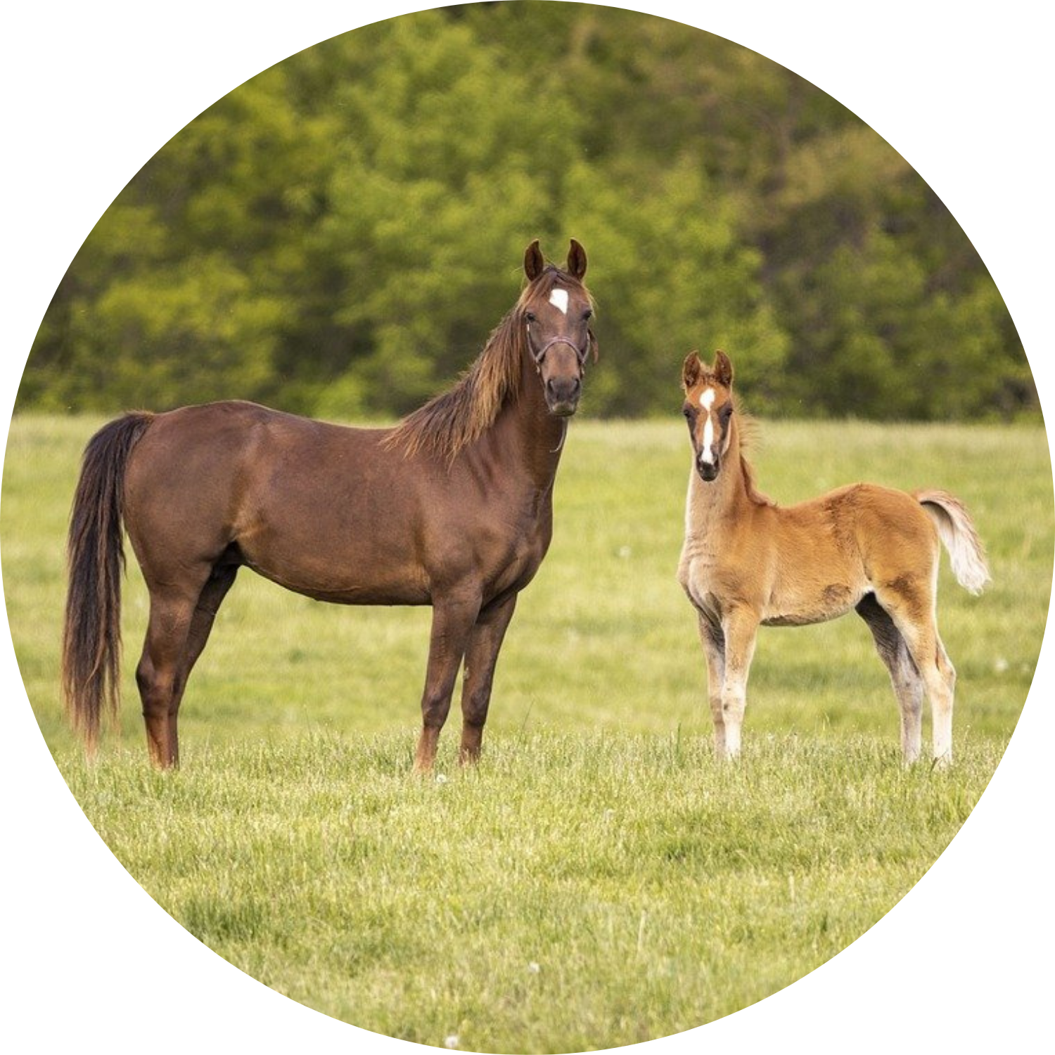Mare, Foal and Stallion