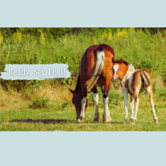 Ready Set Foal!