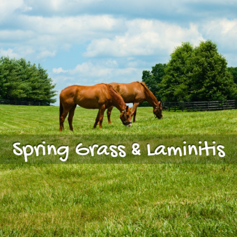 Spring Grass Laminitis In Horses